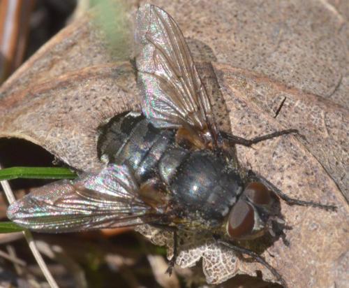 Réf. 250 939 : Pollenia sp.